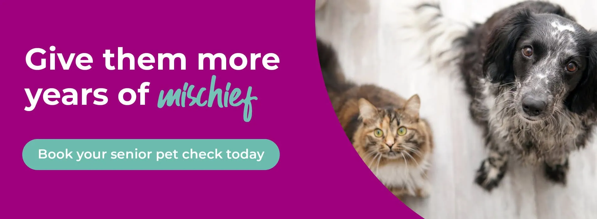 Gower Veterinary Clinic | Vet in Swansea | Vets Near Me