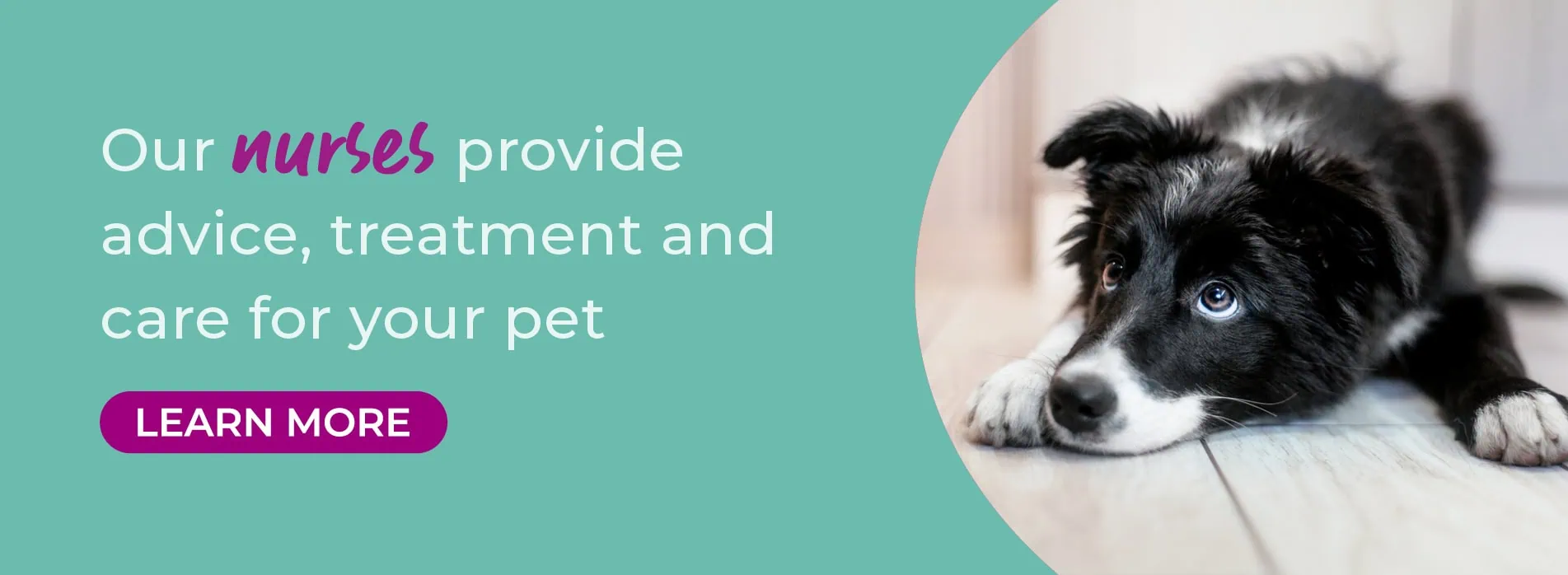 Gower Veterinary Clinic | Vet in Swansea | Vets Near Me